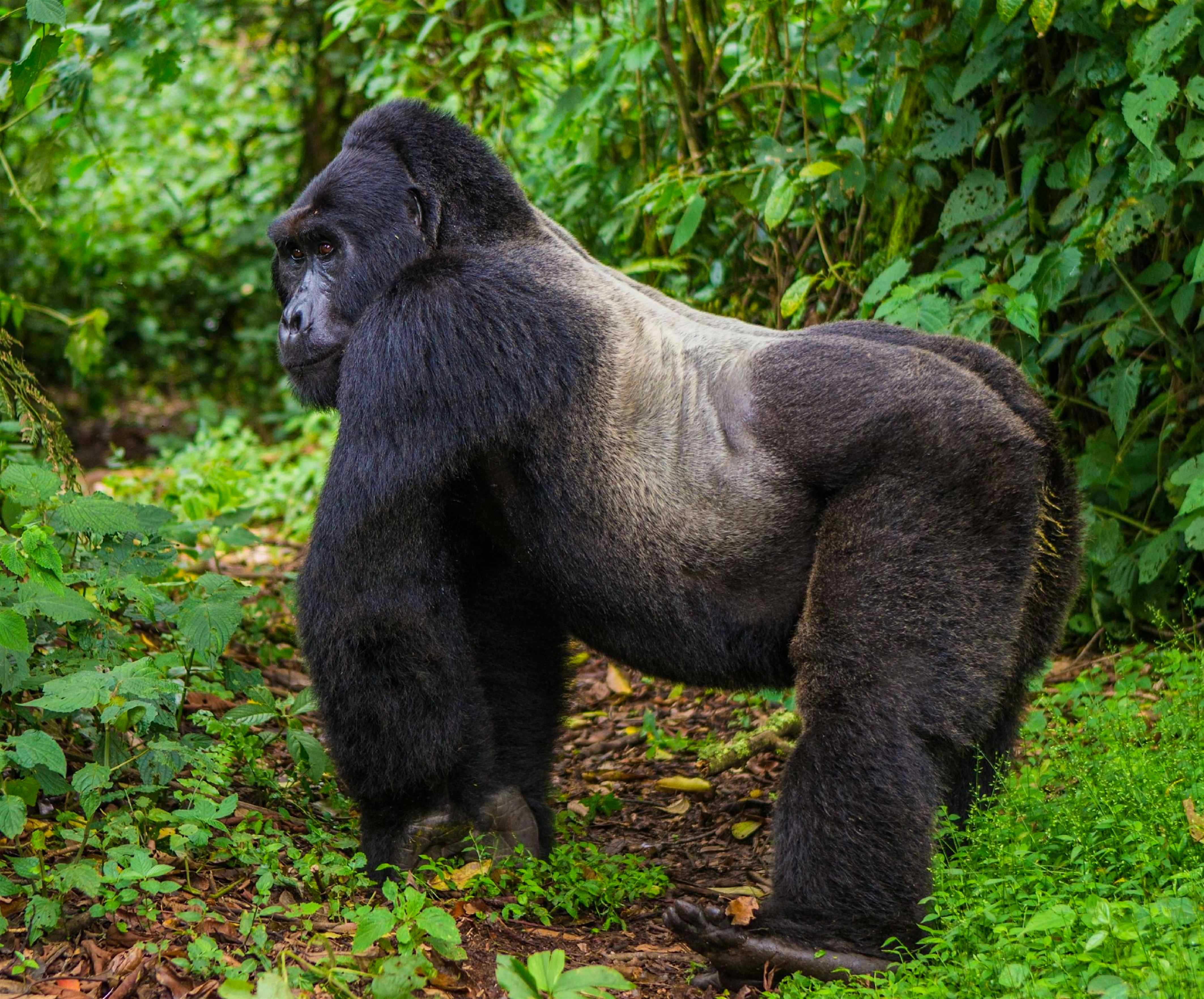Endangered mountain gorilla populations are rising thanks to